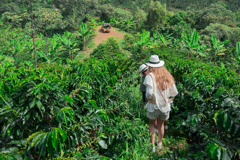 MEDELLÍN: TOUR DE MEDIO DÍA DE CAFÉ EN UNA GRANJA FAMILIAR LOCAL