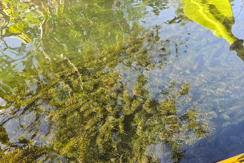 Krabi: Passeio de caiaque em South Kayak Klong RootMeio dia de caiaque em Klong Root e natação