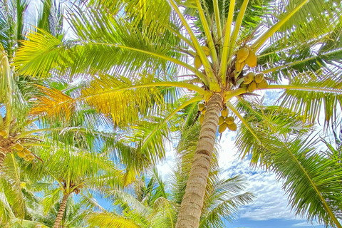 De Colombo: Excursão de 10 dias ao Sri Lanka com guia e hotel