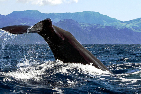 Azores: Whale Watching and Islet Boat TourMeeting Point at Marina