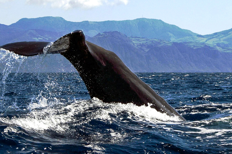 Açores : Observation de baleines et ilot en bateau