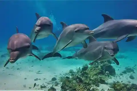Hurghada: Delfin & Korallenriff Schnorchel Tour mit Mittagessen