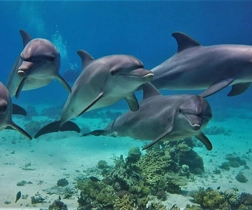 Hurghada: Dolphin & Coral Reef Snorkeling Tour with Lunch