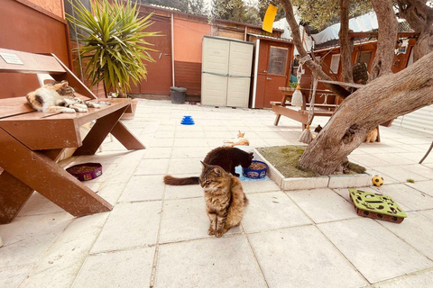 Cats, Caves Coastal Adventures Tour- Paphos Kids Attractions
