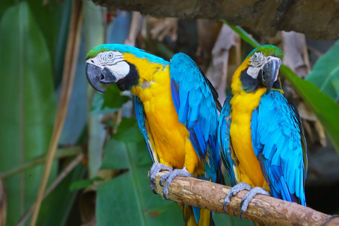 Puerto Maldonado: Reserva Nacional de Tambopata 4-dniMadre de Dios: Kultura i przygoda 4 dni