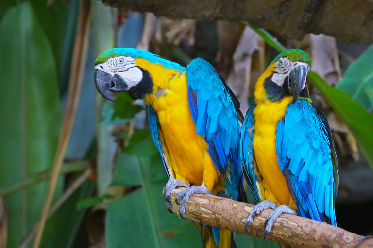 Puerto Maldonado: Reserva Nacional de Tambopata 4-dniMadre de Dios: Kultura i przygoda 4 dni