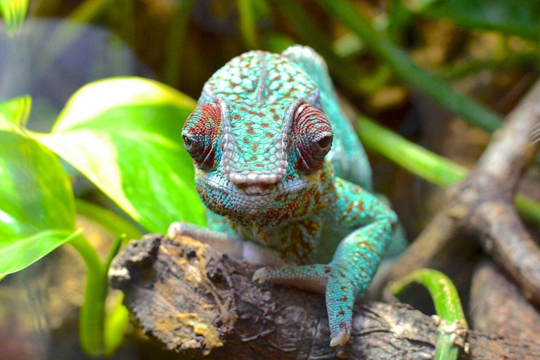 Zanzibar: małpy Jozani, ogród motyli i park gadówTransfer nie jest wliczony w cenę, a opłaty za wstęp pokrywacie sami.