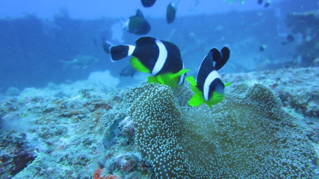 Mauritius: Trou-aux-Biches Schnorcheltour