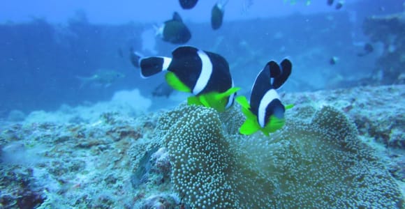 Mauritius: Trou-aux-Biches Snorkeling Tour