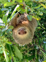 Tortuguero canals boat trip & Maratopia tropical garden Tour - Housity