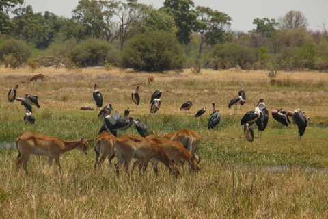 Salt Pans & Delta: Tour with game drives, mokoro & boat trip