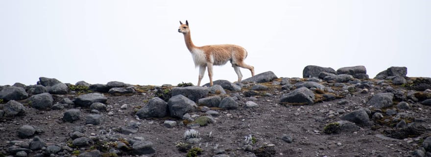 Depuis Baños : Excursion d'une journée au volcan Chimborazo avec déjeuner