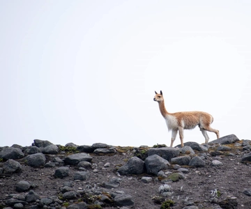 De Baños: Viagem de 1 dia ao vulcão Chimborazo com almoço