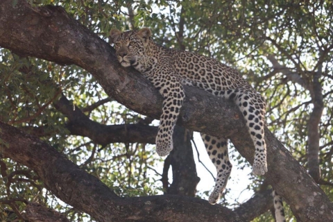 Safari Kruger National Park vanuit Maputo