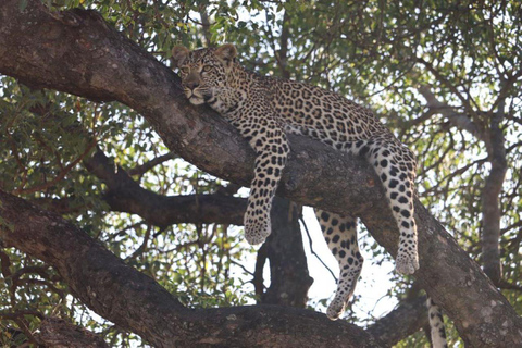 Safari dans le parc national Kruger depuis Maputo