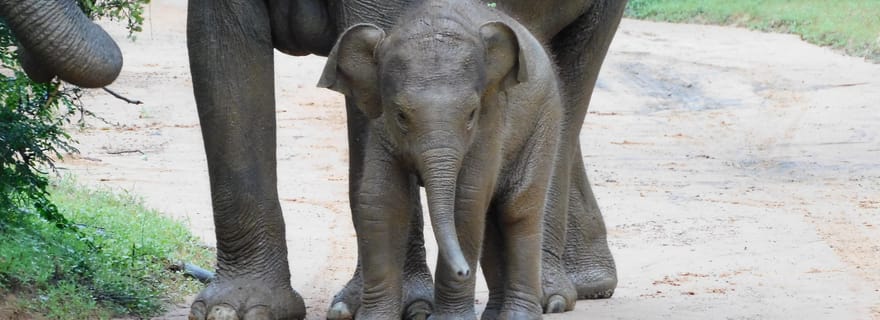 Safari à Udawalawe au départ du port de Hambantota (excursion à terre)