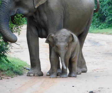 Udawalawe Safari Tour vanuit de haven van Hambantota (Excursie aan wal)
