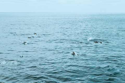 San Diego : Croisière d'observation des baleines et des dauphins