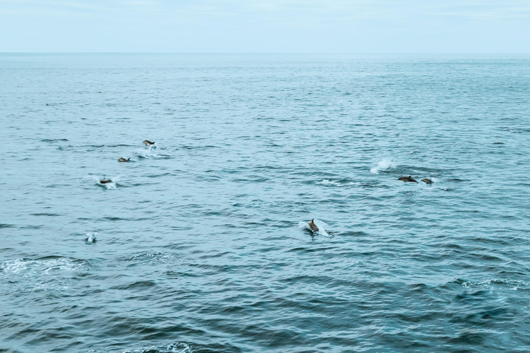 San Diego: Whale-Watching-Bootsfahrt und Delfinbeobachtung