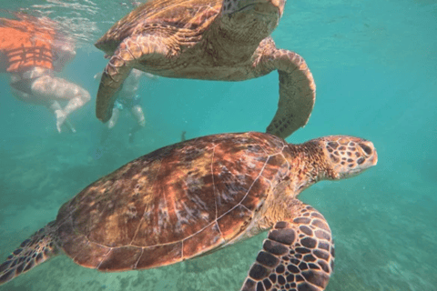 Mirissa: Guided Turtle Snorkeling Experience with Pickup
