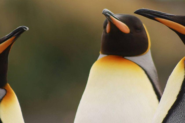 Day Adventure in Tierra del Fuego: King Penguins