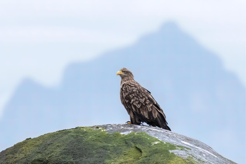 Explore the Norwegian Fjords and the Wildlife from Abisko.