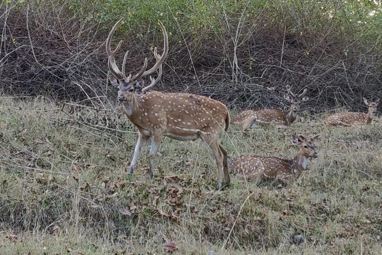 Bangalore: Bandipur Safari, Bird sanctuary & Mysore Palace