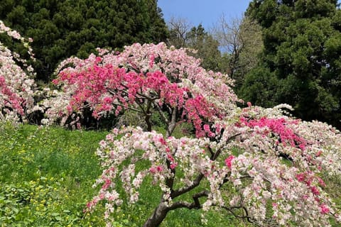 2027 Early May / Akita: Cherry Blossoms Viewing Tour - 2026