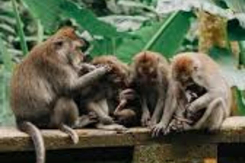 Bali: Monkey Forest Sangeh , Pura & Waterfall Private Tour Bali: Private Tour With Ticket ( Included Ticket )