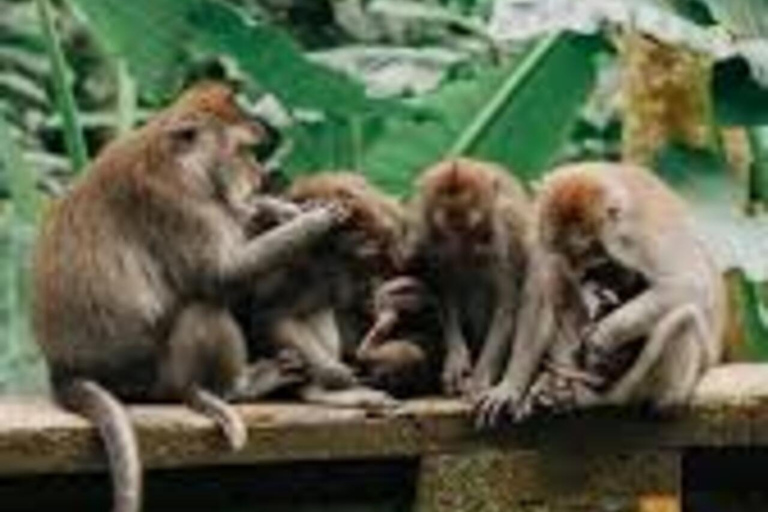 Bali: Monkey Forest Sangeh , Pura & Waterfall Private Tour Bali: Private Tour With Ticket ( Included Ticket )
