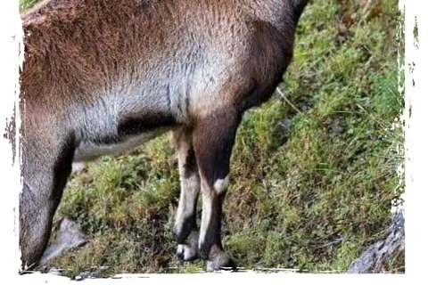 Z Gondaru: 4-dniowa wycieczka trekkingowa w góry Simien