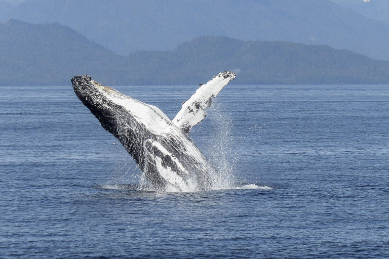 Los Cabos: Whale Watching Glass-Bottom Boat Tour Catamaran Boat Tour