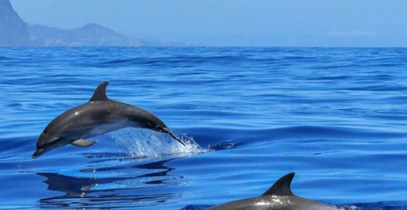Exclusive Dolphin Watching & Treasures of the Gulf of Olbia