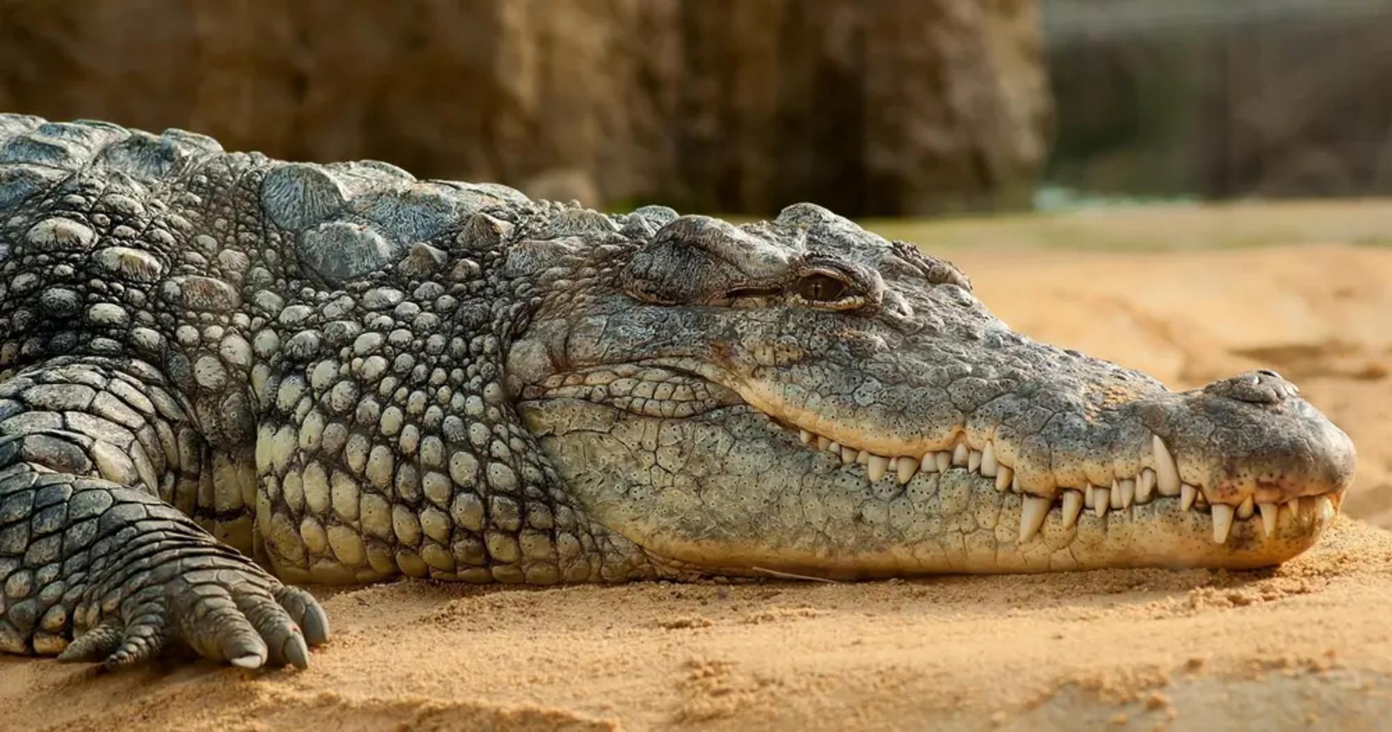 Alice Springs: Eintrittskarte für das Reptile Centre