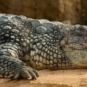 Alice Springs: Reptile Centre Entry Ticket
