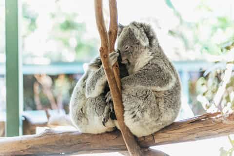 From Sydney: Blue Mountains Full-Day Trip with Cruise