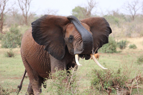 Safari de 2 dias no Parque Nacional Tsavo Este