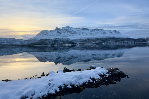 Narvik/Harstad : Excursion d&#039;une journée dans les Fjords avec arrêt à la ferme des rennes