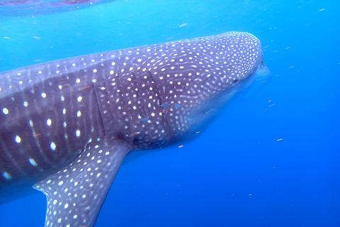 Whale Shark Snorkeling in La Paz, BCS.