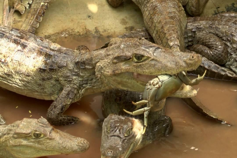 Tambopata Jungle 2D: | Visita a la Isla de los Monos + Caimanes |Selva de Tambopata 2D: | Visita a la Isla de los Monos + Caimanes |