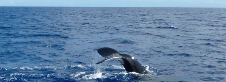Mirissa : croisière de deux nuits le long de la côte sud du Sri Lanka