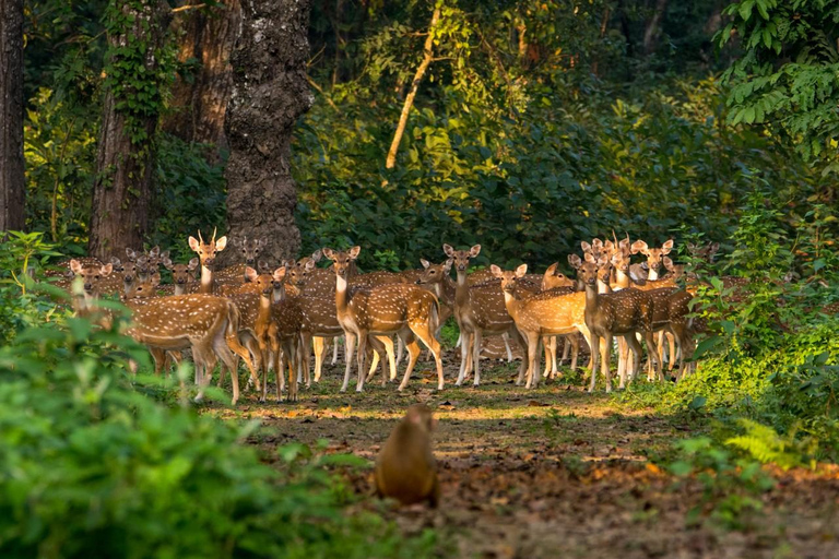 Safari privado de 3 días por Chitwan