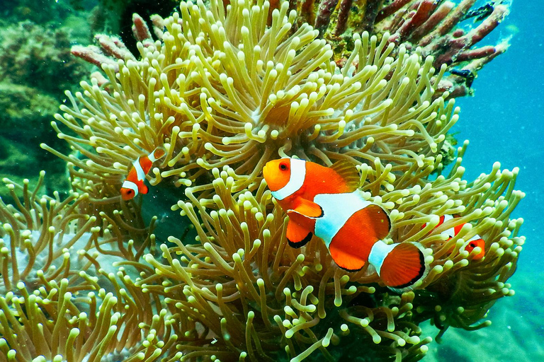 Snorkelen in een privégroep op 3 Gili-eilanden vanaf Gili Trawangan