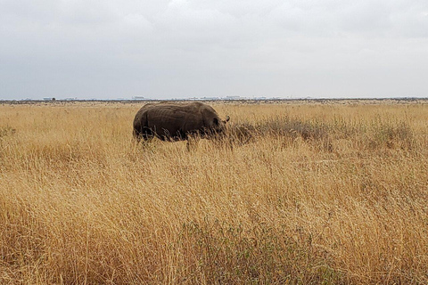 Nairobi National Park Full or Half-Day Tour with Guide Nairobi National Park Half-Day Tour with Guide