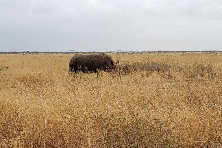 Nairobi-Nationalpark Ganz- oder Halbtagestour mit GuideNairobi National Park Halbtagestour mit Guide