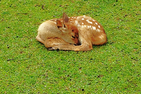 Nara: Hike Mt. Wakakusa and Encounter Wild Free-Roaming Deer
