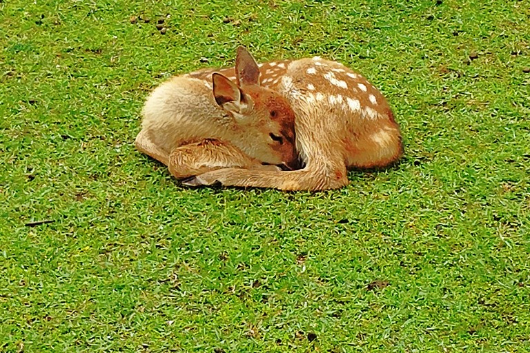Nara: Hike Mt. Wakakusa and Encounter Wild Free-Roaming Deer
