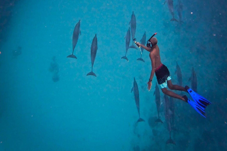 Amanecer con delfines, observación y nado, snorkel y Crystal Rock.Amanecer con delfines, observación y nado, snorkel y roca cristalina.