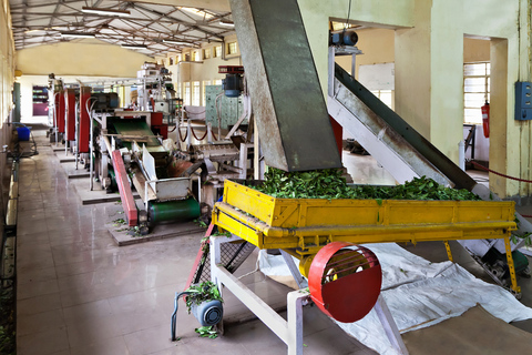 Negombo to Kandy: Pinnawala/ Tea Factory (private Tour)