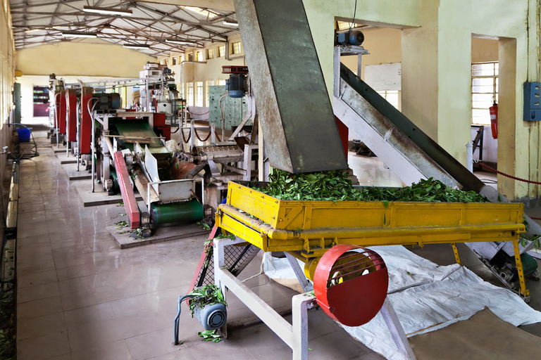 Negombo to Kandy: Pinnawala/ Tea Factory (private Tour)